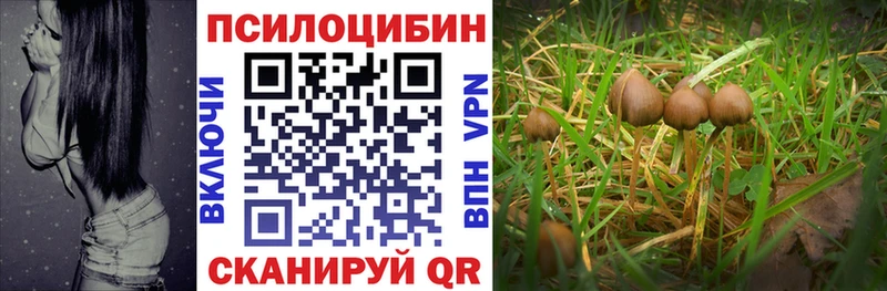 как найти   Ивантеевка  Псилоцибиновые грибы MAGIC MUSHROOMS 